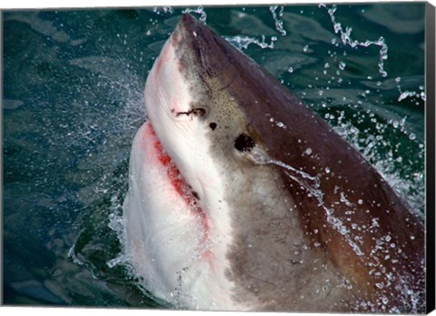 Framed Great White Shark breaks the surface of the water in Capetown, False Bay, South Africa Print