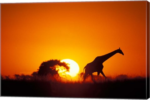 Framed Giraffe Walks Past Setting Sun, Chobe River, Chobe National Park, Botswana Print