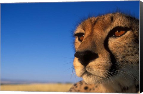 Framed Africa, Kenya, Masai Mara, Cheetah on savanna Print