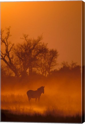 Framed Burchell&#39;s Zebra at Sunset, Okavango Delta, Botswana Print