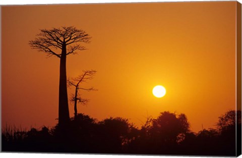 Framed Baobab Avenue at Sunset, Madagascar Print