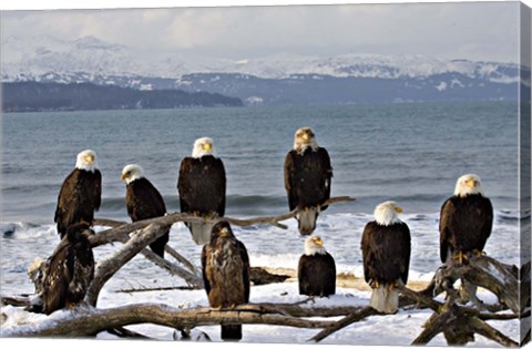 Framed Bald Eagles in Winter, Homer, Alaska Print