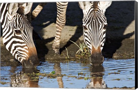 Framed Burchell&#39;s Zebras Drinking, Tanzania Print