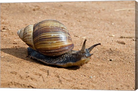 Framed Giant African Land Snail, Tanzania Print