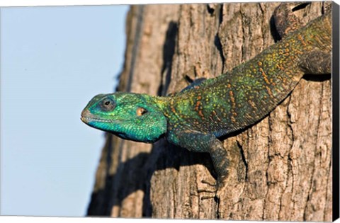 Framed Green-Headed Agama Lizard, Tanzania Print