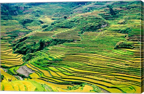 Framed China, Yuanjiang, Cloudy Sea Terrace, Agriculture Print