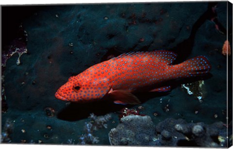 Framed Coral hind at Elphinstone Reef, Red Sea, Egypt Print