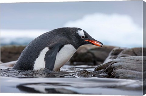 Framed Antarctica, Cuverville Island, Gentoo Penguin climbing from water. Print