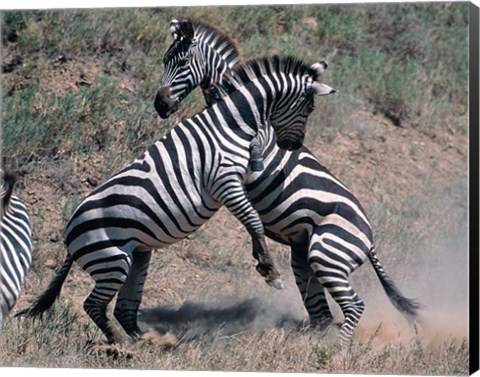 Framed Fighting Burchell&#39;s Zebra, Serengeti, Tanzania Print