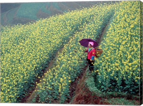 Framed Chinese Woman Walking in Field of Rapeseed near Ping&#39; an Village, Li River, China Print