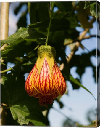 Framed Africa; Malawi; Zomba; Flower at Zomba Mountain Lodge Print