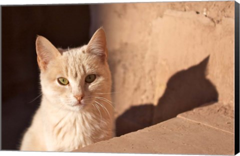 Framed Cat inside kasbah de Taourirt; same clay color! Print