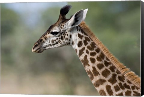 Framed Close-up of Masai Giraffe, Tanzania Print