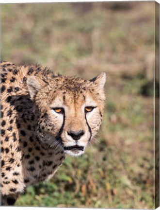 Framed Africa, Tanzania, Serengeti. Print