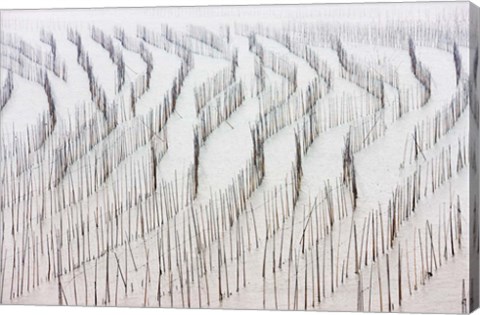 Framed Agriculture, Bamboo sticks, drying seaweed, Xiapu, China Print