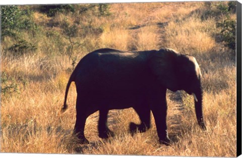 Framed Close-up of Elephant in Kruger National Park, South Africa Print