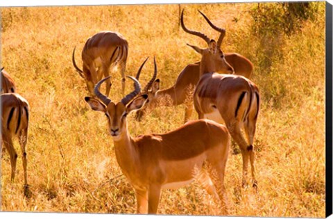 Framed Close-up of Impala, Kruger National Park, South Africa Print