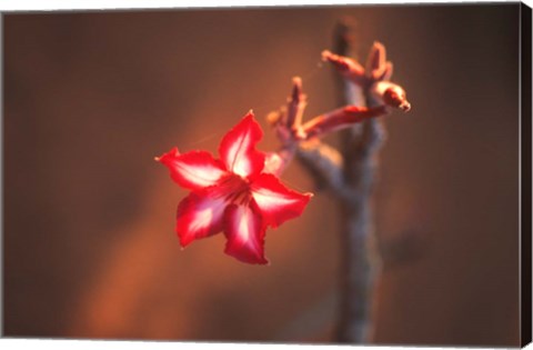 Framed Colorful Close-up of a Flower, Kruger National Park, South Africa Print