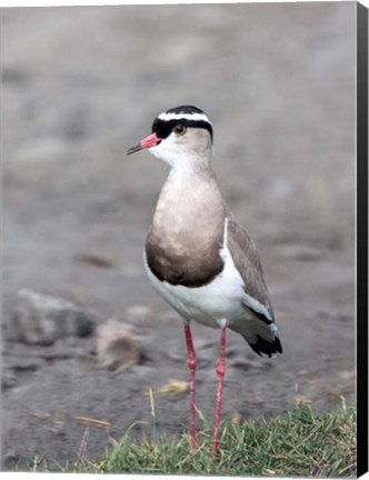 Framed Africa, Tanzania, Serengeti. Crowned Lapwing. Print