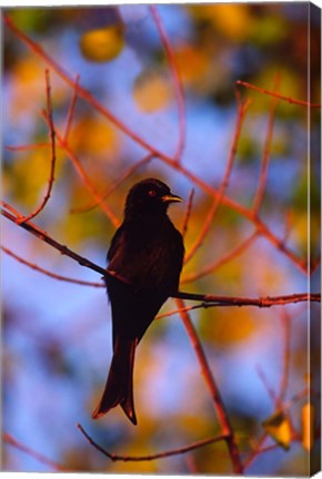 Framed Fork-Tailed Drongo, Botswana Print