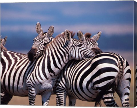 Framed Group of Zebras, Masai Mara, Kenya Print