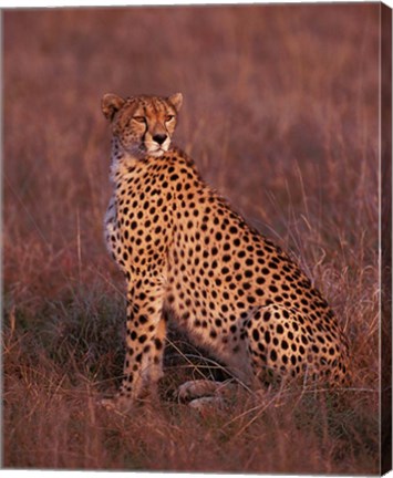 Framed Cheetah sitting, Masai Mara, Kenya Print
