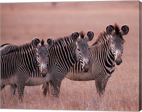 Framed Grevy&#39;s Zebra, Masai Mara, Kenya Print