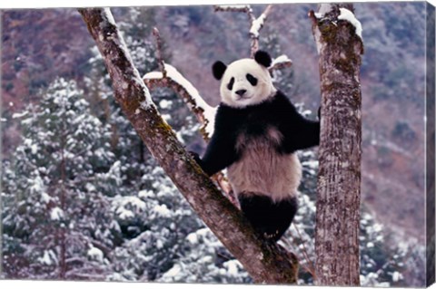 Framed Giant Panda Standing on Tree, Wolong, Sichuan, China Print