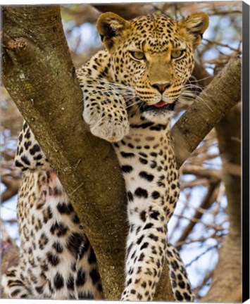 Framed Africa. Tanzania. Leopard in tree at Serengeti NP Print