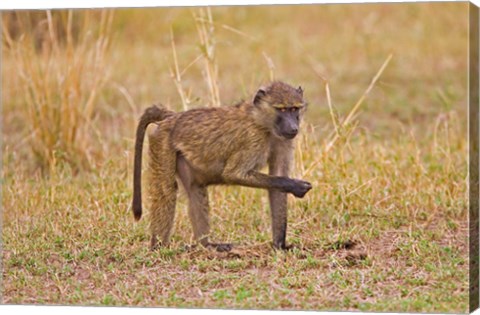 Framed Baboons near the bush in the Maasai Mara, Kenya Print