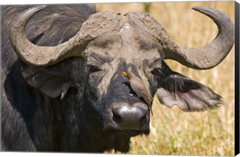 Framed Cape Buffalo with a Yellow-Billed Oxpecker, Kenya Print