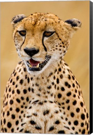 Framed Cheetah in the Brush, Maasai Mara, Kenya Print