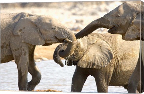 Framed African Elephants at Halali Resort, Namibia Print