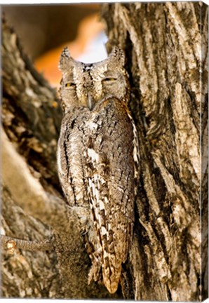 Framed African Scops Owl in Tree, Namibia Print