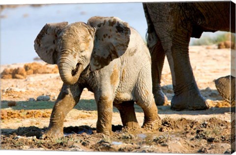 Framed Baby African Elephant in Mud, Namibia Print