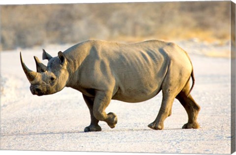 Framed Black Rhinoceros, Namibia Print