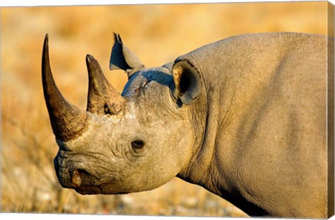 Framed Black Rhinoceros at Halali Resort, Namibia Print