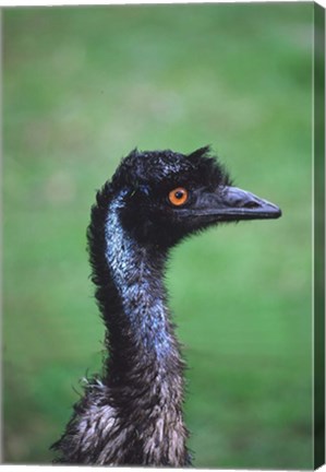 Framed Emu Portrait, Australia Print