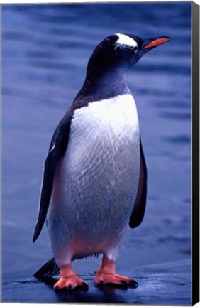 Framed Gentoo Penguin, Antarctica Print