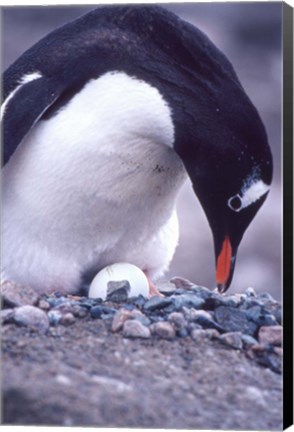 Framed Gentoo Penguin on Nest, Antarctica Print