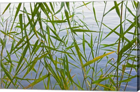 Framed Bamboo Growing Waterside, China Print