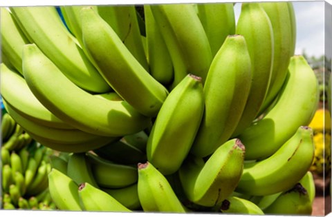 Framed Africa, Cameroon, Tiko. Bunches of bananas at banana plantation. Print