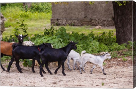 Framed Africa, Mozambique, Ibo Island, Quirimbas NP. Goats running down path. Print