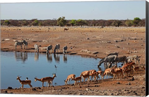 Framed Africa, Namibia, Etosha. Black Faced Impala in Etosha NP. Print