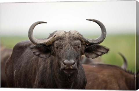 Framed African Buffalo wildlife, Uganda Print