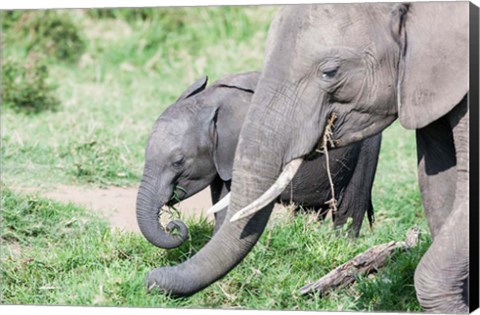 Framed African bush elephant calf eating in Maasai Mara, Kenya Print