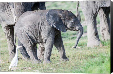 Framed African bush elephant calf in Amboseli National Park, Kenya Print