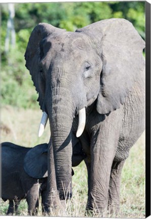 Framed African bush elephant, Maasai Mara, Kenya Print