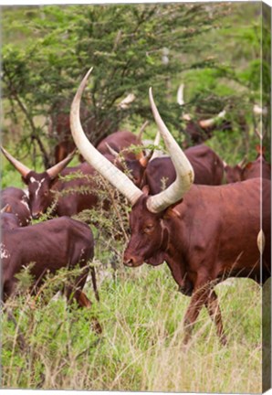 Framed Close Up of Ankole-Watusi cattle, Mbarara, Ankole, Uganda Print