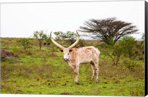 Framed White Ankole-Watusi cattle. Mbarara, Ankole, Uganda. Print